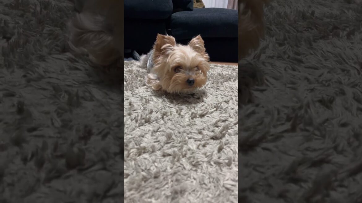 なぜか手足を隠した芋虫スタイルの斜陽さん🐶🐛