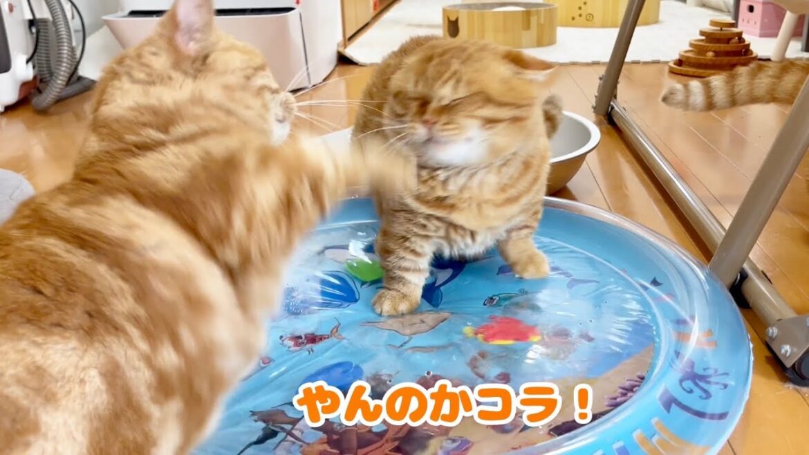 猫たちの暑さ対策にウォーターベッドを今回はふたつ用意してあげたらぽちゃくんが勘違いしてしまい...
