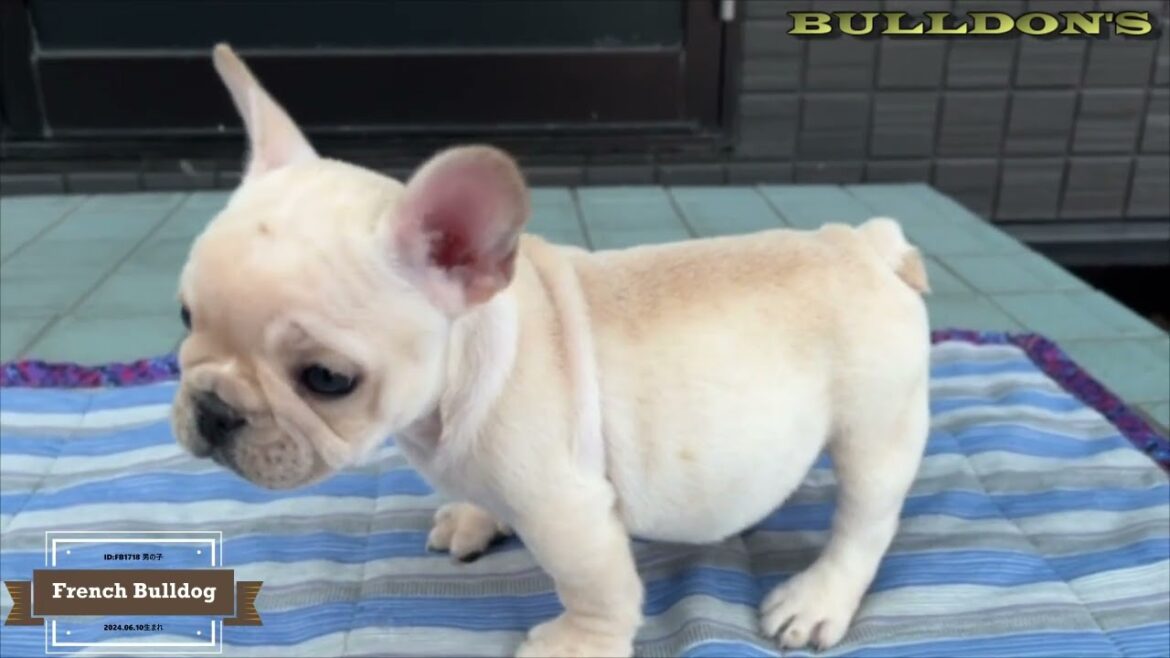 ☆フレンチブルドッグ☆子犬☆ーブサカワ専門犬舎ーBULLDON'S