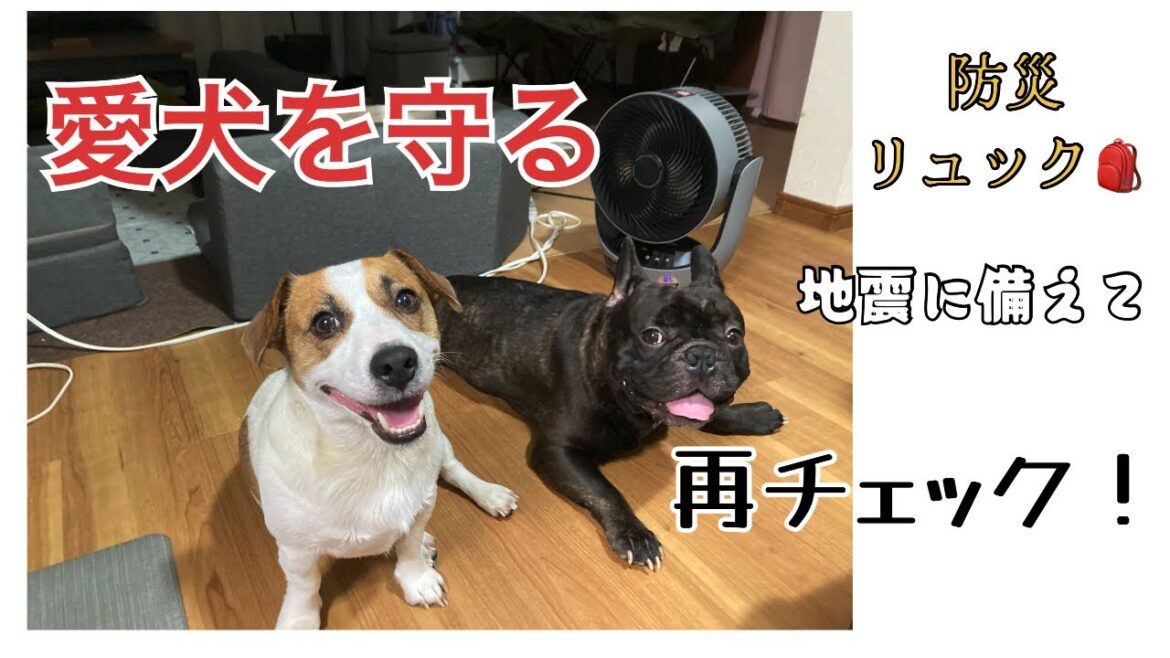 愛犬を守る！愛犬防災バッグの見直し　#あしゅらご　#地震