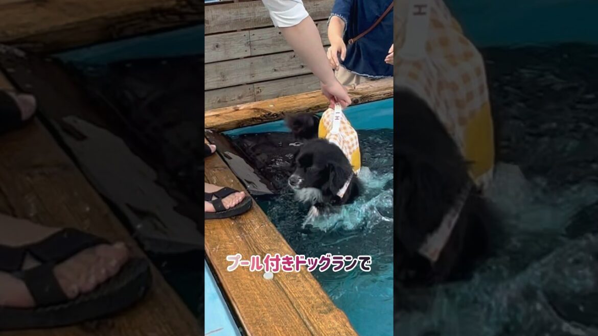 【狆とミニチュアダックスのMIX犬&保護猫】プールで泳いだ日ハイライト