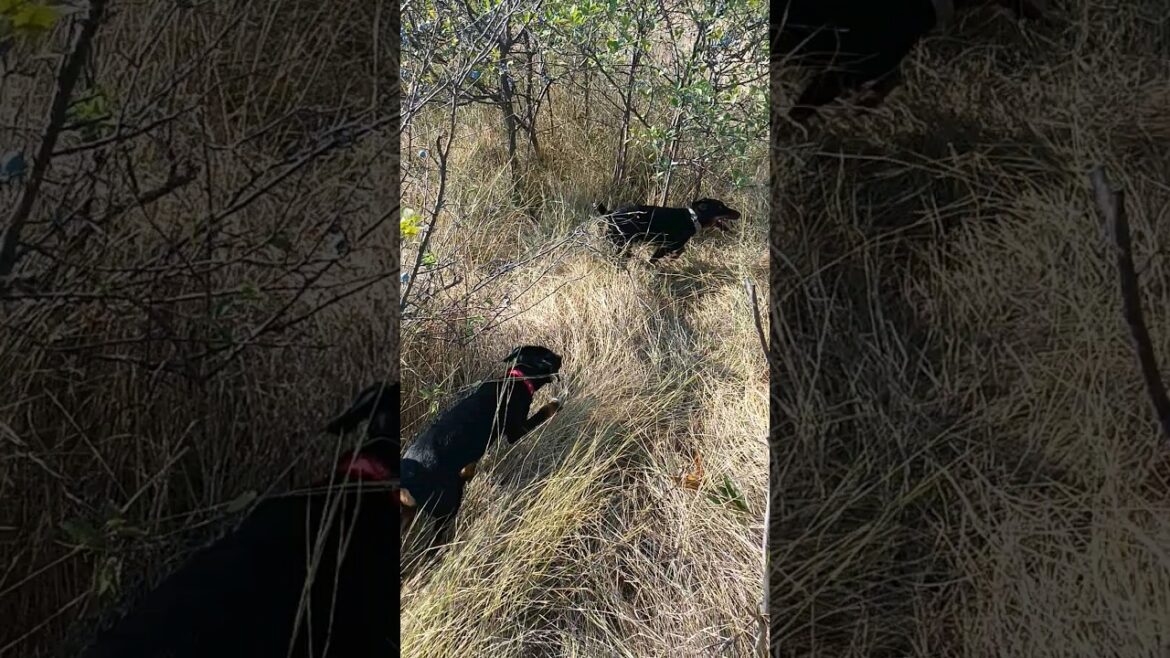 ⚡Рубик⚡Гроза⚡голос на птицу ягдтерьер german jagdterrier nature