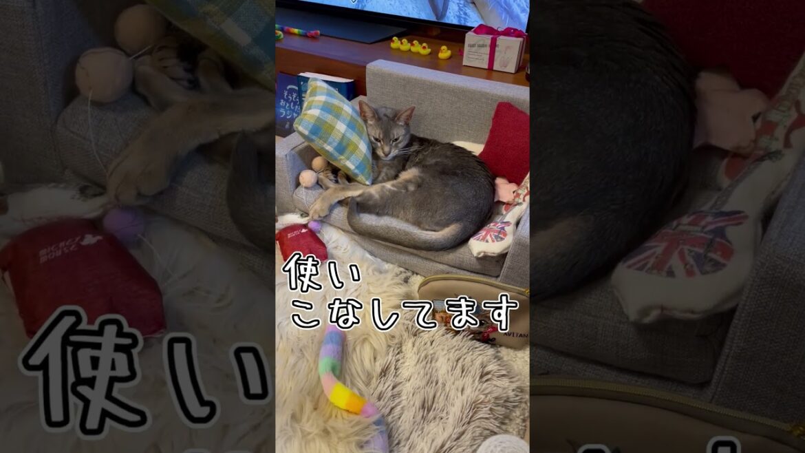 アビシニアンとは その10 #shorts #猫 #アビシニアン