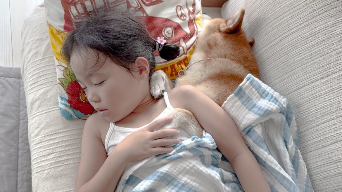 柴犬への愛が溢れてしまってずっと一緒にいたい６歳娘