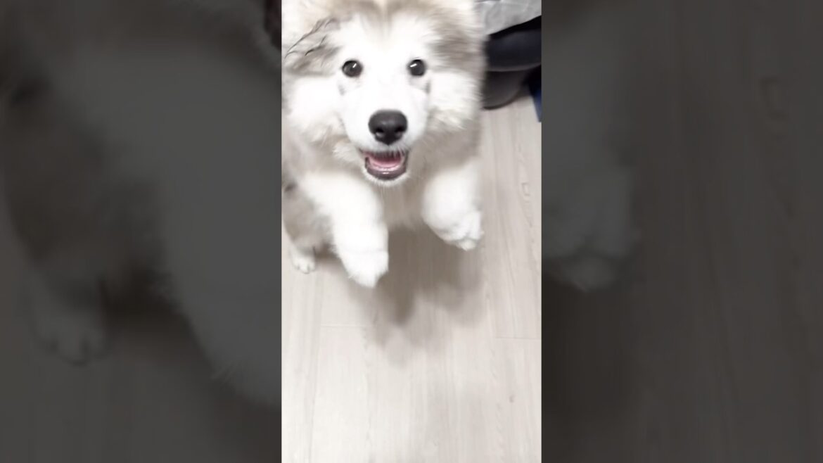 犬だね #アラスカンマラミュート