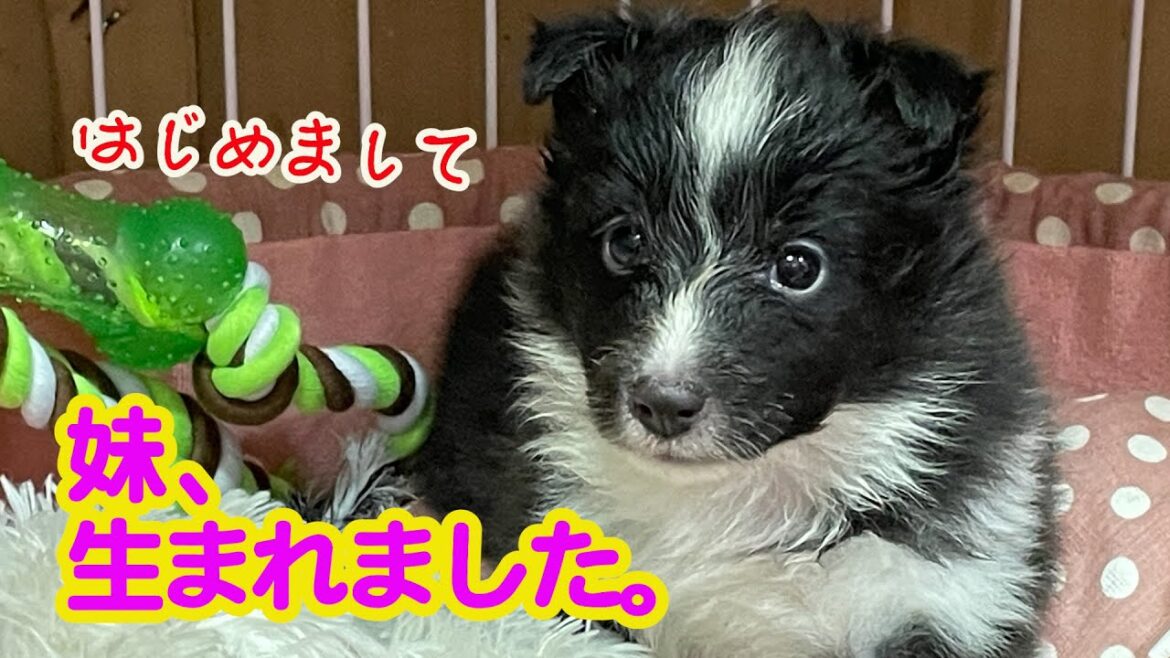 【ご報告です】超感動！愛犬に妹誕生でさっそく会いに行きました。＃シェルティ.#ブルーマール. ＃バイブラック.＃シェトランドシープドッグ.＃Sheltie. ＃パピー.＃銀色シェルティルカ侍.