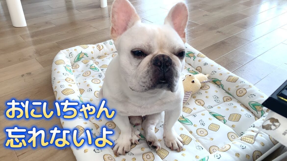 おにいちゃんのこと教えて!【フレンチブルドッグ frenchbulldog】 おにいちゃんのこと教えて!【フレンチブルドッグ frenchbulldog】