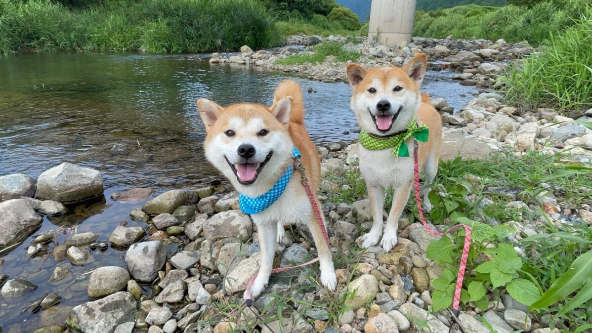 巨体川を自分の庭のように扱う柴犬末っ子太郎に癒されます