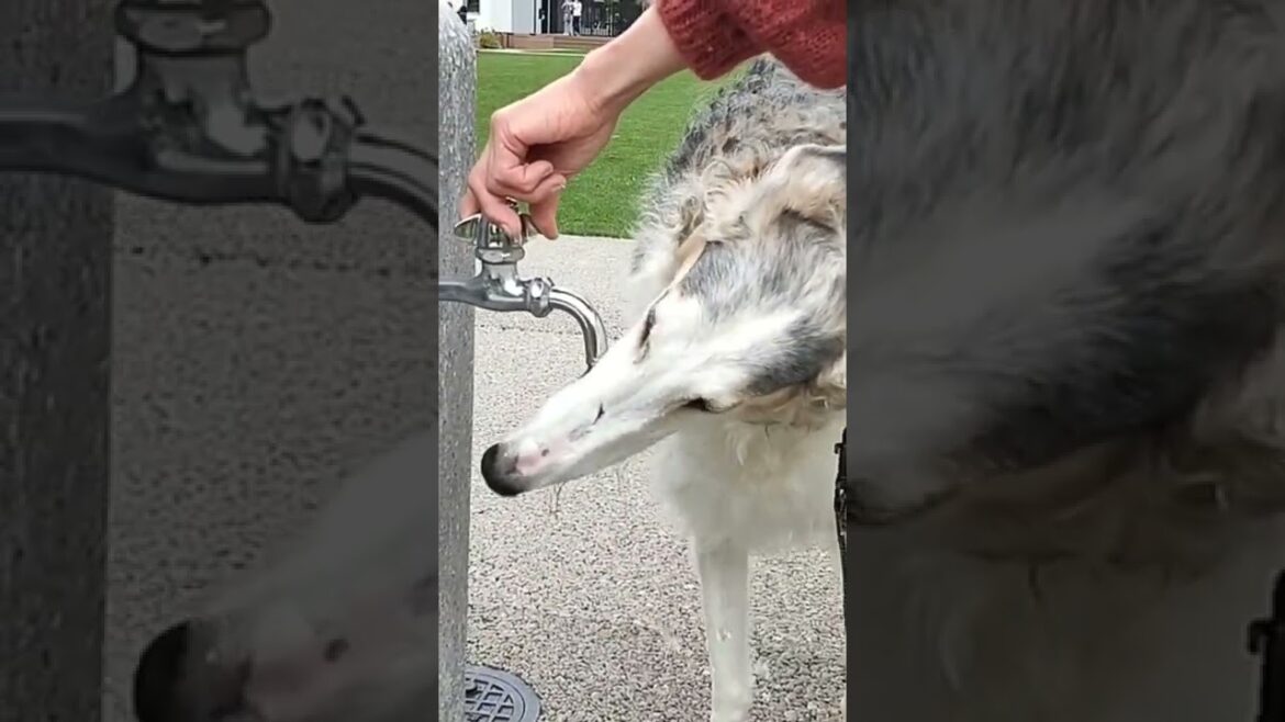 水の飲み方が ワイルド ＆ イケメンな大型犬!!