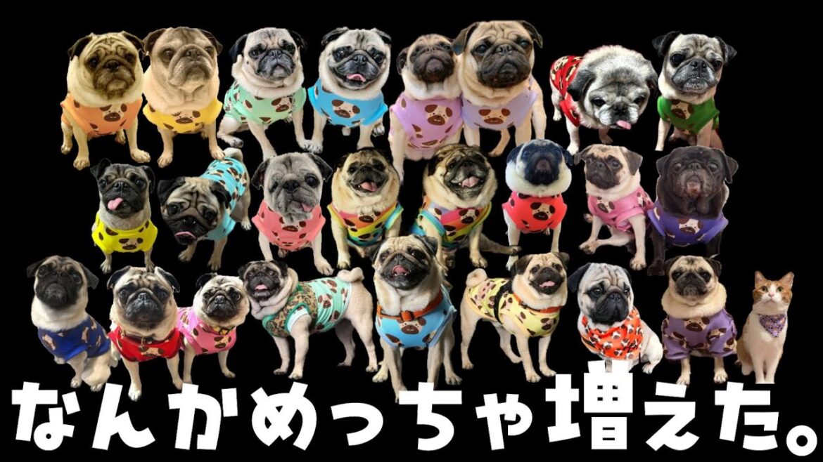【パグの日】ノリで始めたパグレンジャーがすごいことになりました｜世界の平和を守る鼻ペチャ戦隊パグレンジャーらしいｗ｜パグのぺろぽん兄弟pug犬｜