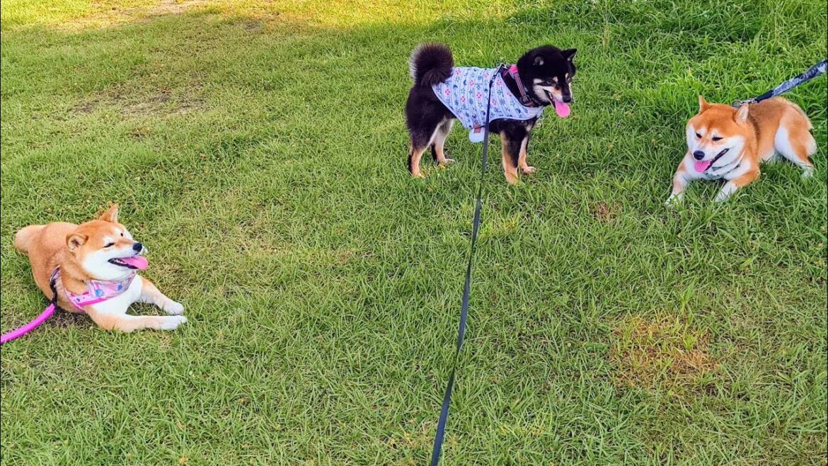 柴犬が友達に出会ったらこんな行動をしました【黒柴犬】【shiba inu】【豆柴】