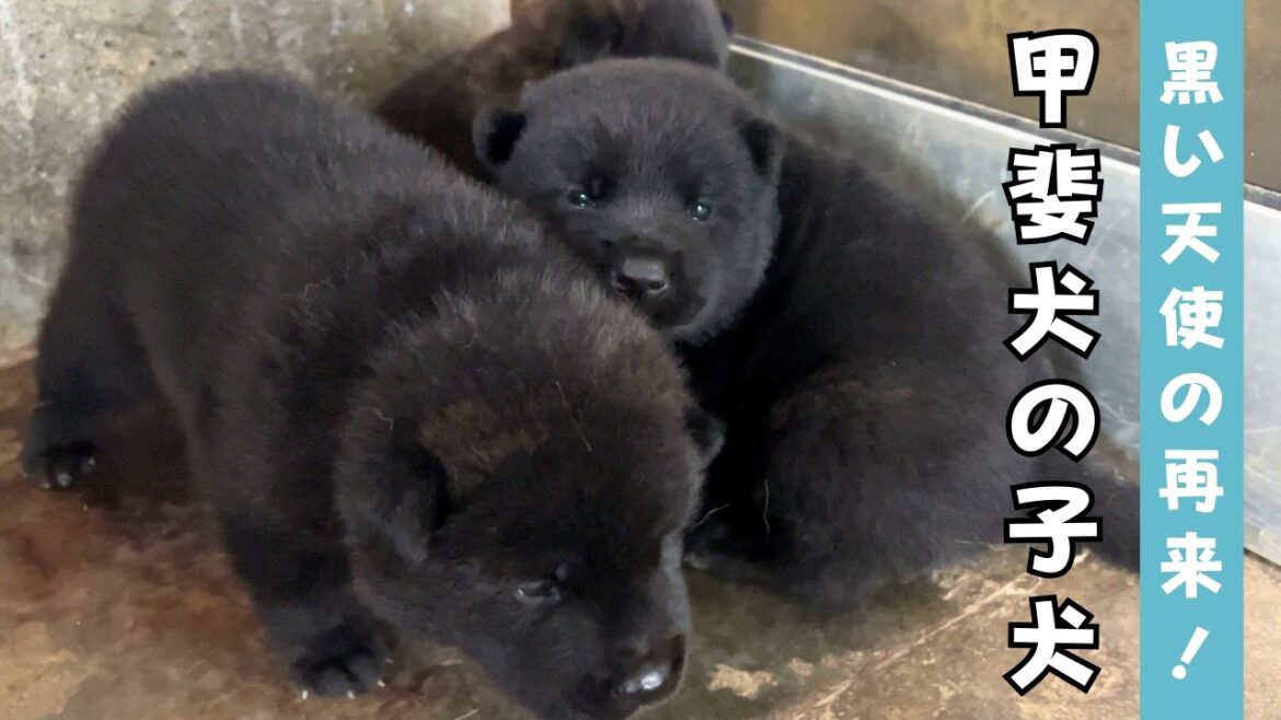 生後20日の甲斐犬の赤ちゃんが可愛すぎた、、！！やぶの里帰りをしてきました！