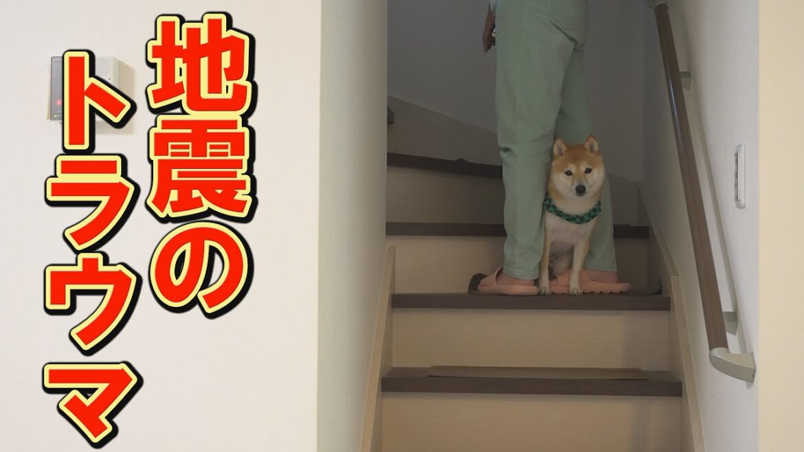 朝から元気がなく音に敏感に反応する柴犬に、さらなる不幸が・・・