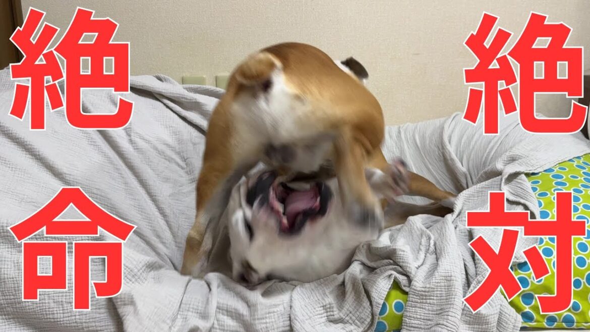【事故】激しいワンプロの末に、妹に金〇を喰われそうになるブルドッグのぶるまる… 【事故】激しいワンプロの末に、妹に金〇を喰われそうになるブルドッグのぶるまる…