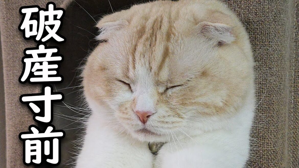 値上げラッシュの物価高で破産しそうです… 値上げラッシュの物価高で破産しそうです...