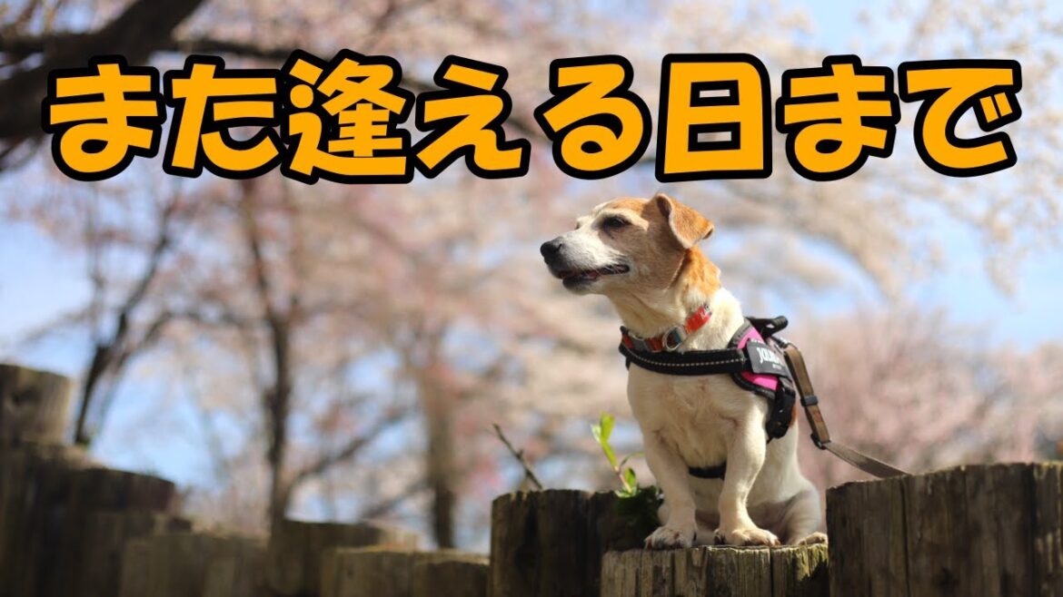 【ありがとう！かえちゃん！！】綺麗な青空へ駆け上がって行きました