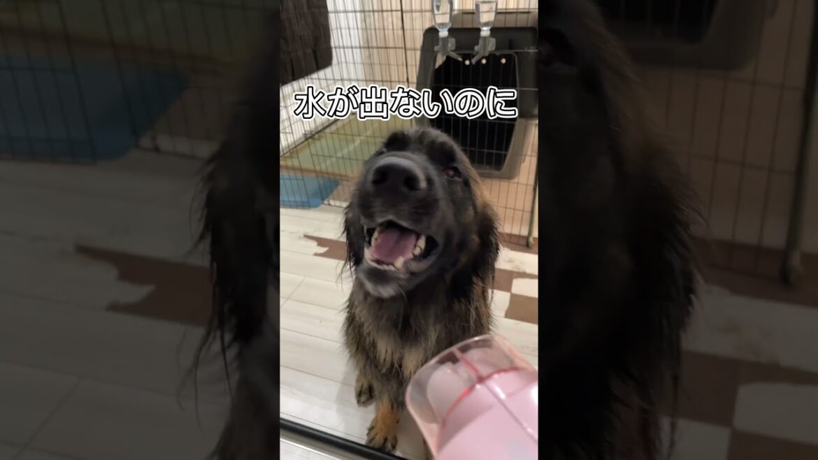 【超大型犬】　ショート ドライヤー　Leonberger　レオンベルガー ＃Shorts