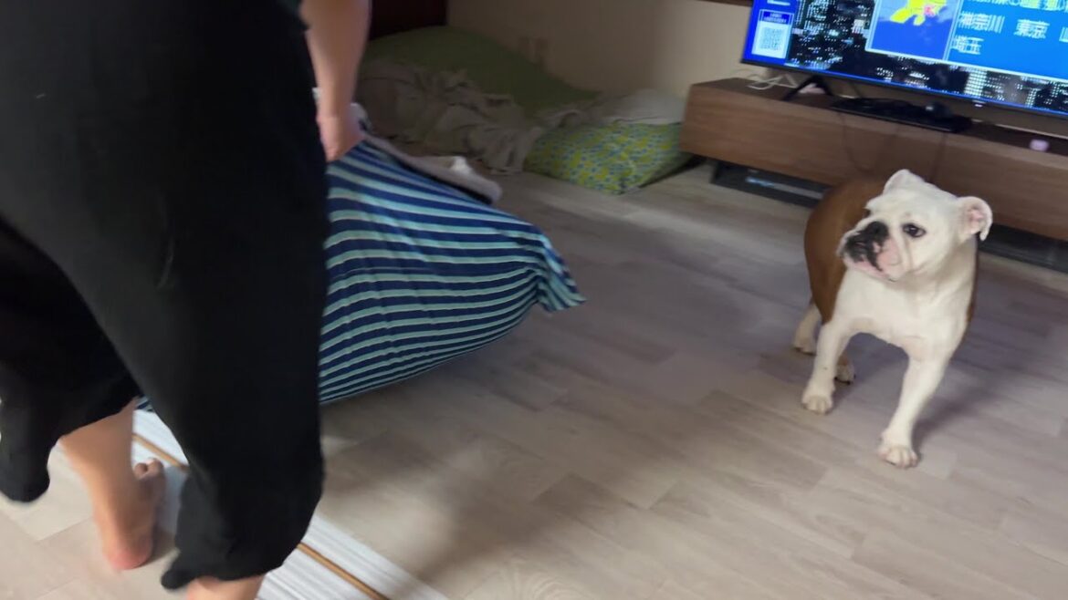 昨晩の地震発生時の愛犬の様子。みんな大丈夫です！