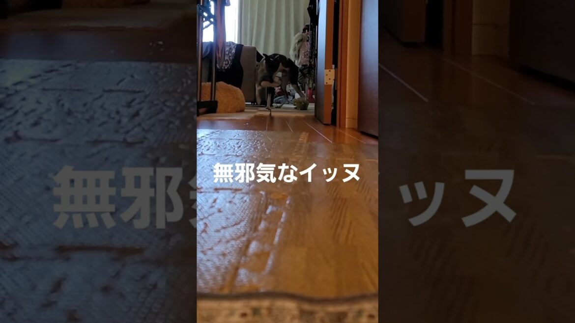 お見送りイッヌ。給水をマメにするウィペット。今日もおりこうやな。 Whippet Dog KAITO Seeing Off & Water Supply FUKUOKA JAPAN