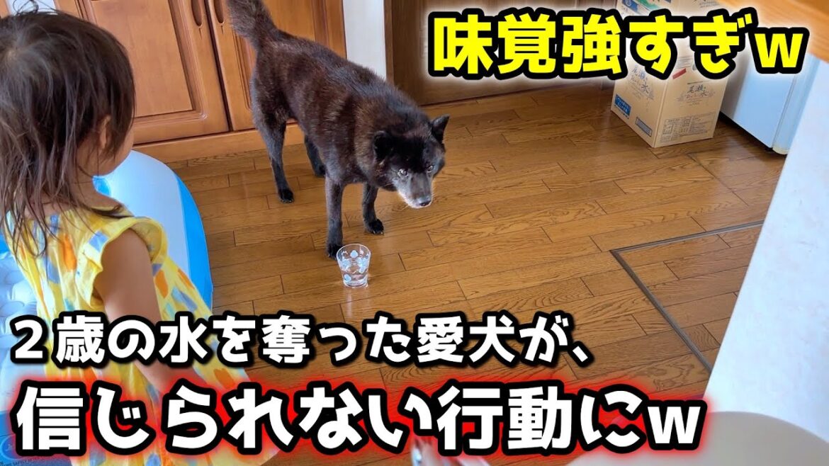 水を奪った愛犬が驚きの行動にw 甲斐犬の味覚が鋭すぎる!【別荘開拓編シーズン5第5話】 水を奪った愛犬が驚きの行動にw 甲斐犬の味覚が鋭すぎる!【別荘開拓編シーズン5第5話】