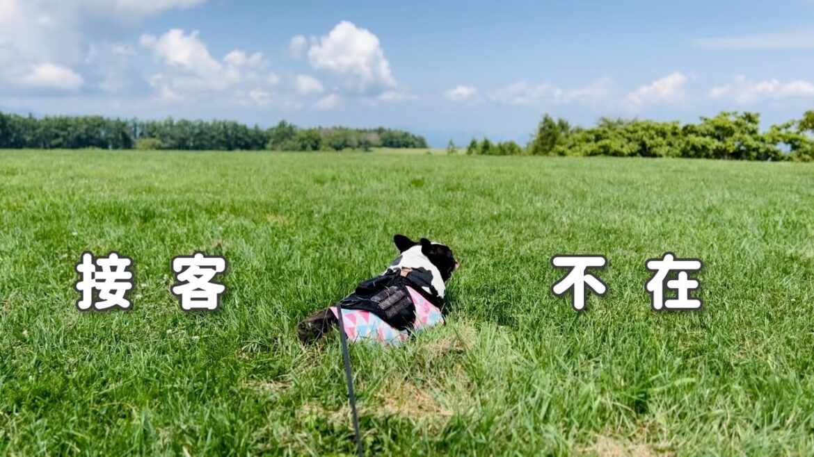 しろくろさんが いない夏/ボストンテリア/牧場 しろくろさんが いない夏/ボストンテリア/牧場