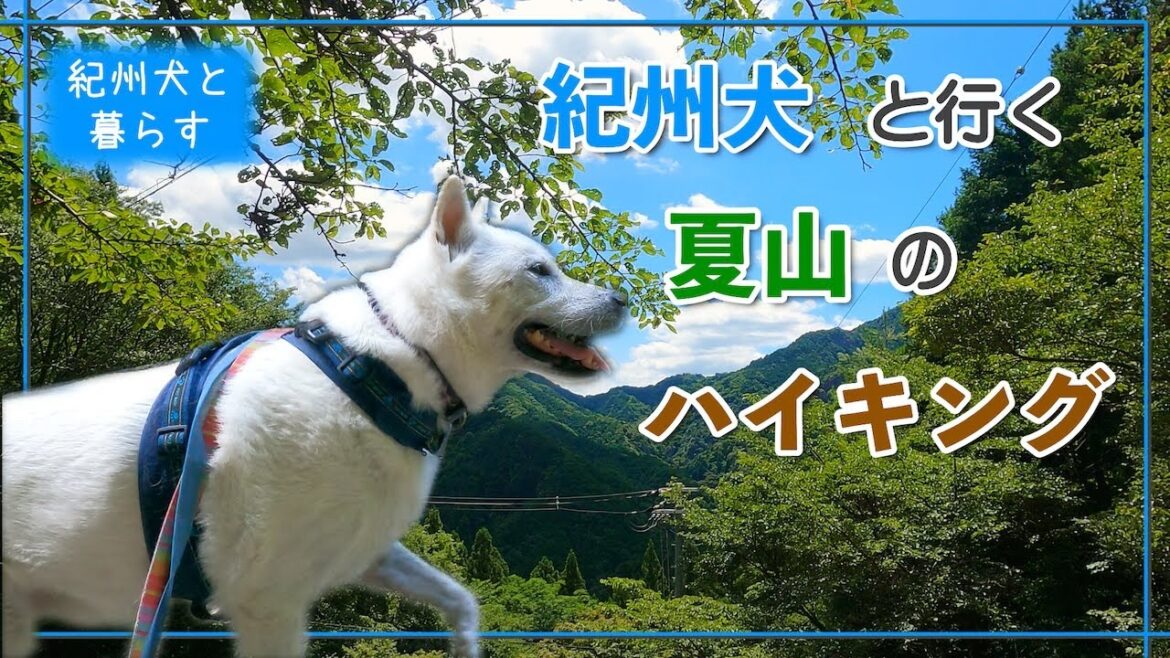 紀州犬と行く夏山のハイキング。