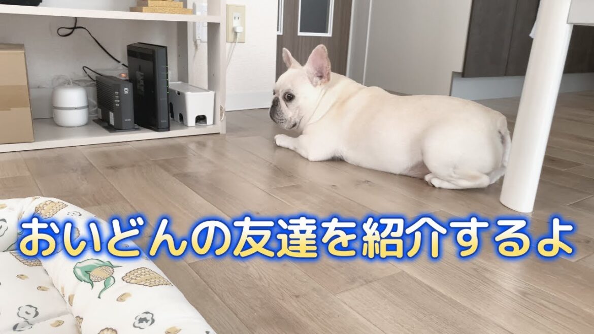 最近ぽーちゃんが仲良しな友達【フレンチブルドッグ frenchbulldog】