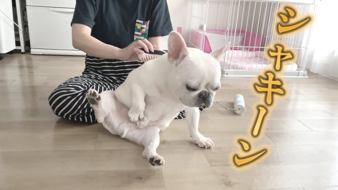 ブラッシング中にまさかのチンスリ大連発で思わず大爆笑www【フレンチブルドッグ frenchbulldog】 ブラッシング中にまさかのチンスリ大連発で思わず大爆笑www【フレンチブルドッグ frenchbulldog】