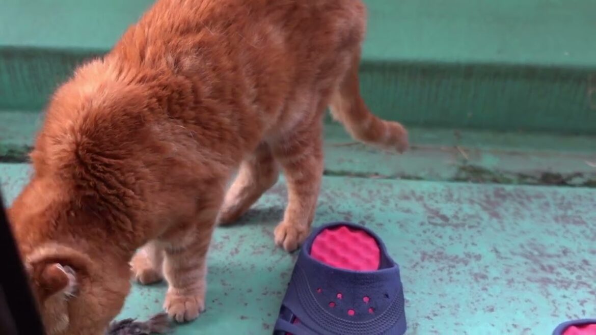 狩りをした社長 The president who hunted #猫 #スコティッシュフォールド #猫動画 #cat #scottishfold #catvideos