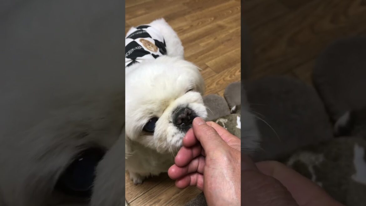 近いよ❤︎ #ペキニーズ  #pekingese
