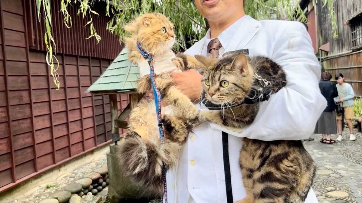 猫たちと一緒に旅行したら自然いっぱいで最高すぎました 【岐阜県郡上八幡編】
