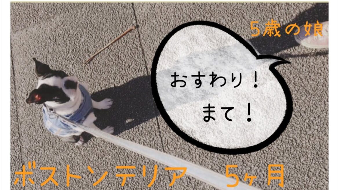 【ボストンテリア5ヶ月】5歳の娘がしつけた【おすわり！！まて！！】初披露