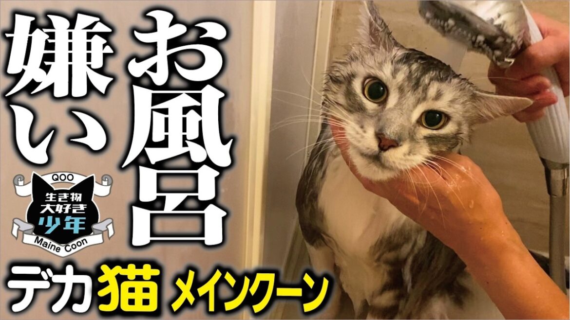【メインクーン】久しぶりのお風呂。シャワーを浴びて小さ苦なった大型猫。お風呂はやっぱり嫌い〜早く出して！