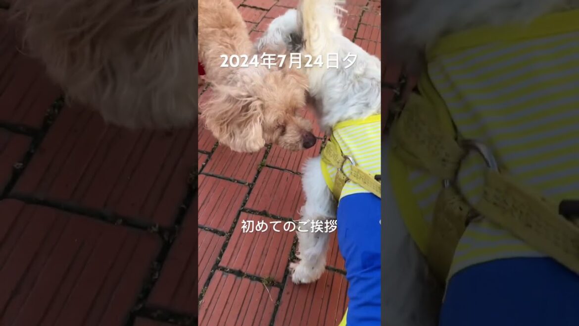 ご新規さんは入念に　#westie #westhighlandwhiteterrier #dog #ウエストハイランドホワイトテリア #ウエスティ