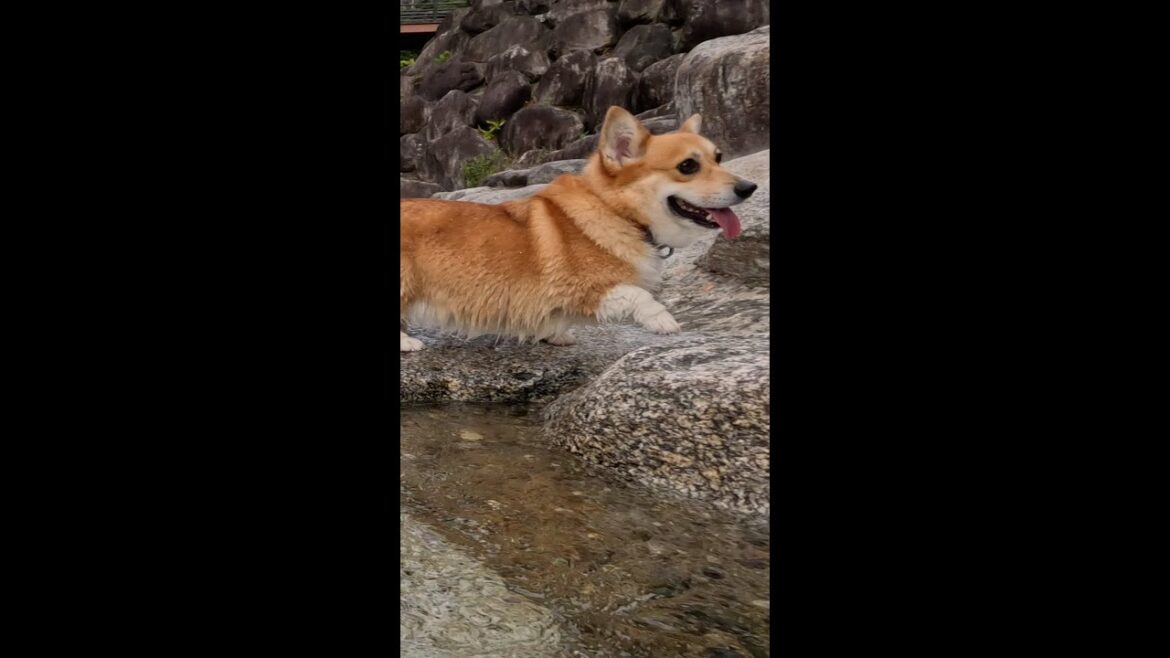 水辺を歩くコーギー / Corgi walking by the water #コーギー #サクラ #corgi