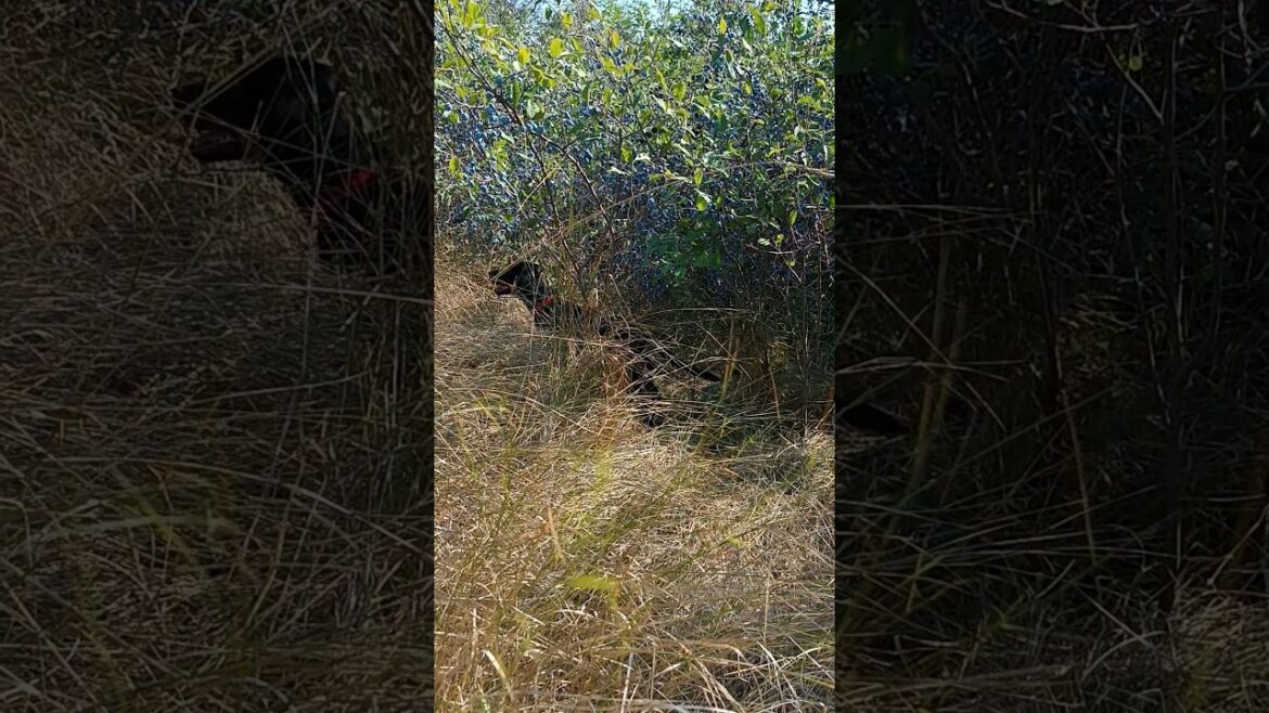⚡Рубик⚡Гроза⚡тёрн ягдтерьер german jagdterrier nature