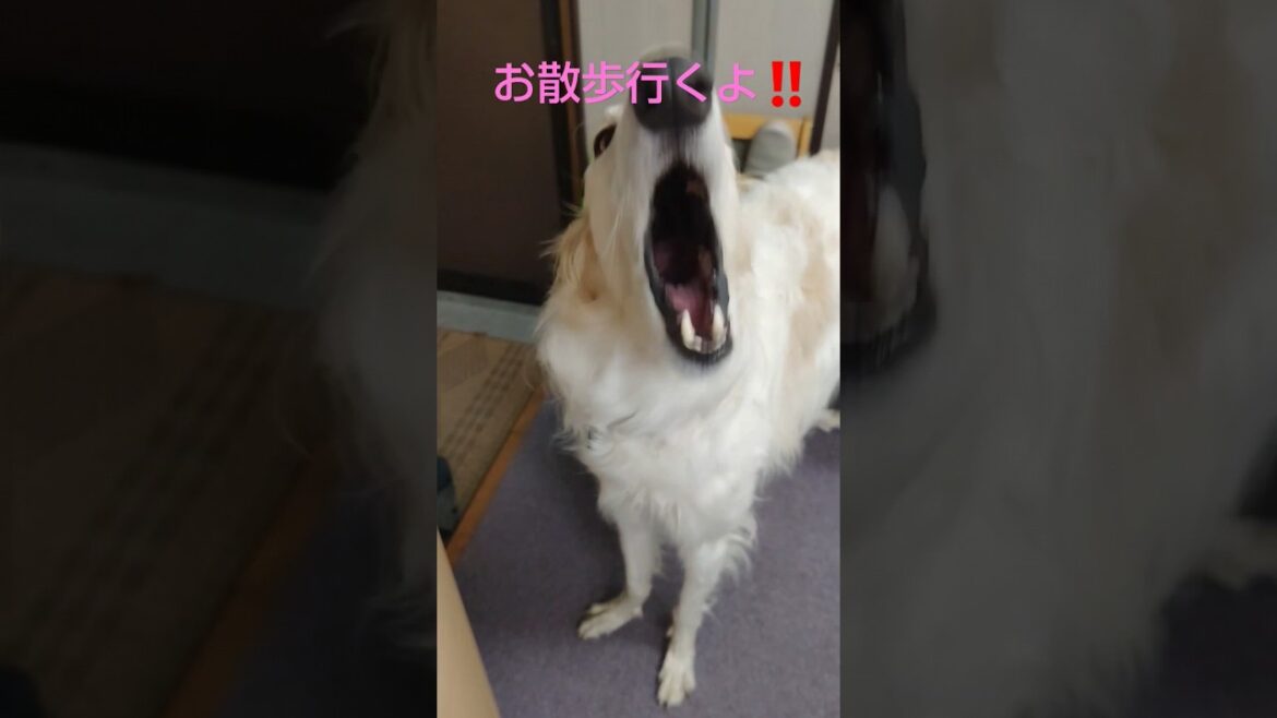 お散歩行くよ🐕💢ボルゾイ🐶😆