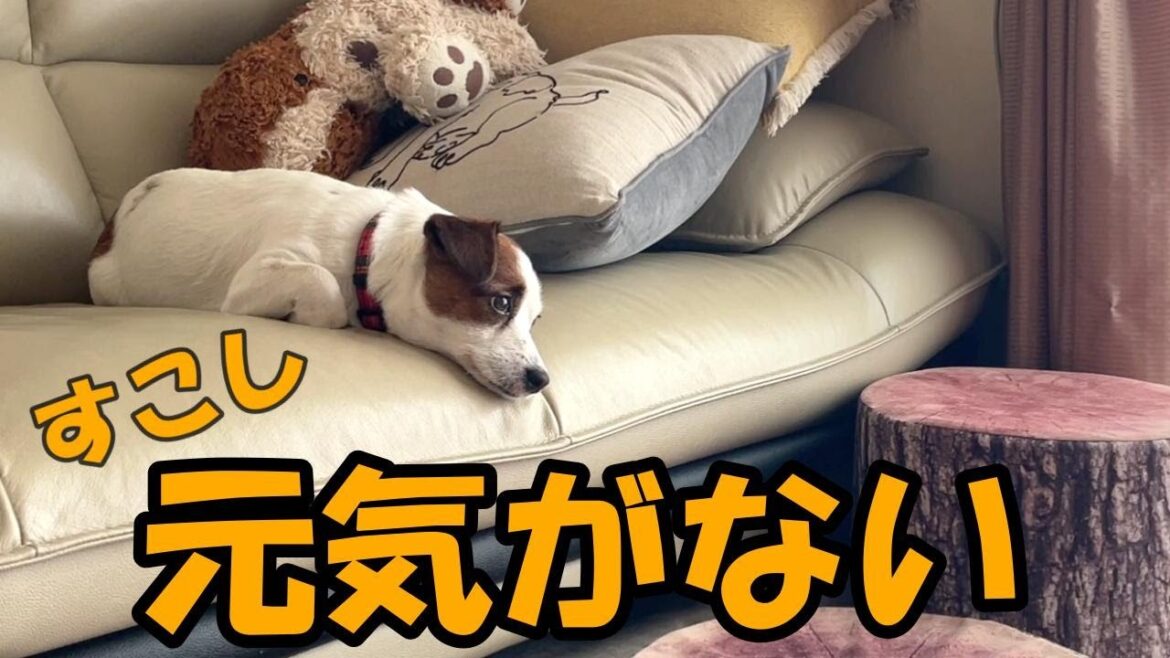 大好きなお姉ちゃんがいない！妹犬の元気がありません