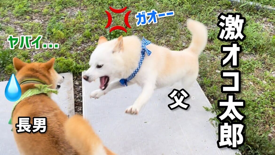 普段温厚な父柴犬がふざけ過ぎた長男柴犬にこうなりました汗