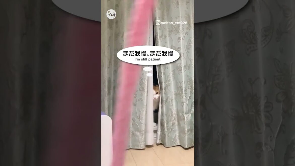 その時を待つ🐈スコティッシュフォールドの「メイちゃん」！Waiting for the right moment！ #猫王国