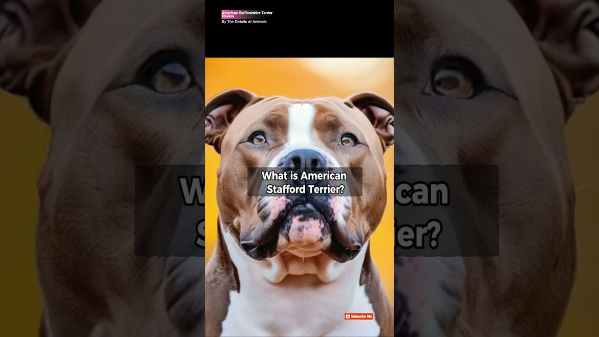 What is American Staffordshire Terrier? #americanstaffordshireterrier  #husky #africangrey #animals