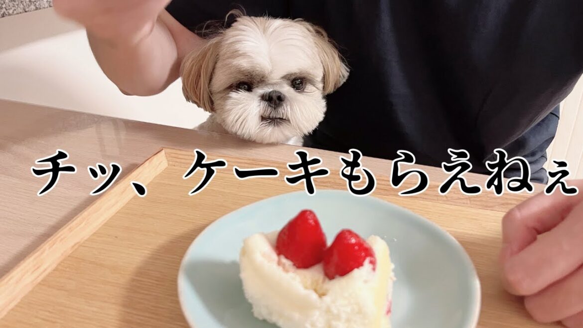 【チッ、もらえねぇか】パテラの手術後7〜9週目シーズーお散歩解禁・パパの誕生日Shihtzu recovers well from patella and shows bad face 7〜9 w