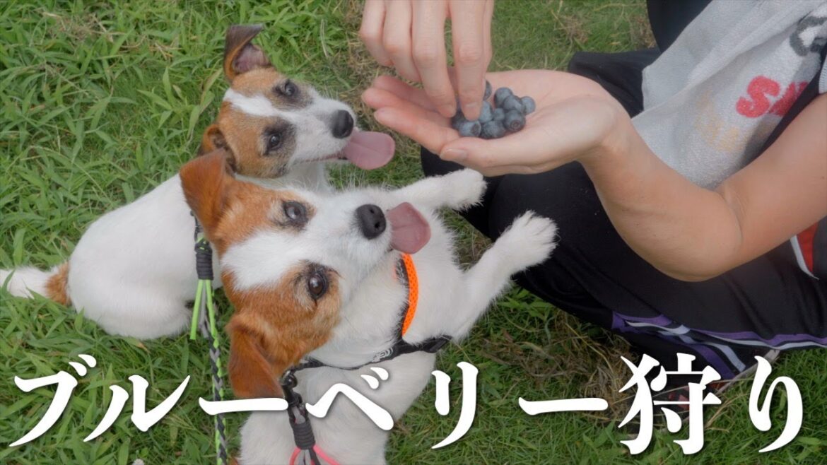 【食べ放題】愛犬と初めてのブルーベリー狩りで1年分もらってきました/ジャックラッセルテリア