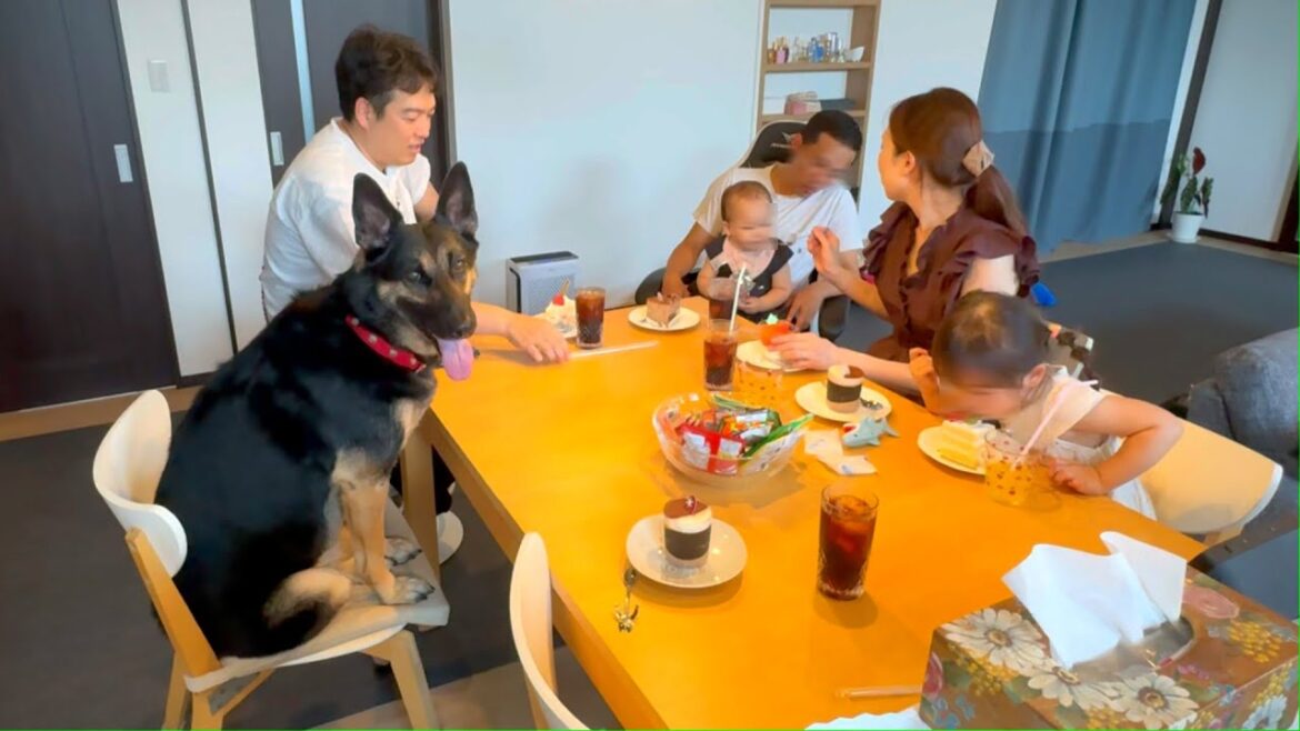 久しぶりに家へ来てくれた弟君ご家族を愛犬が精一杯おもてなししましたｗ