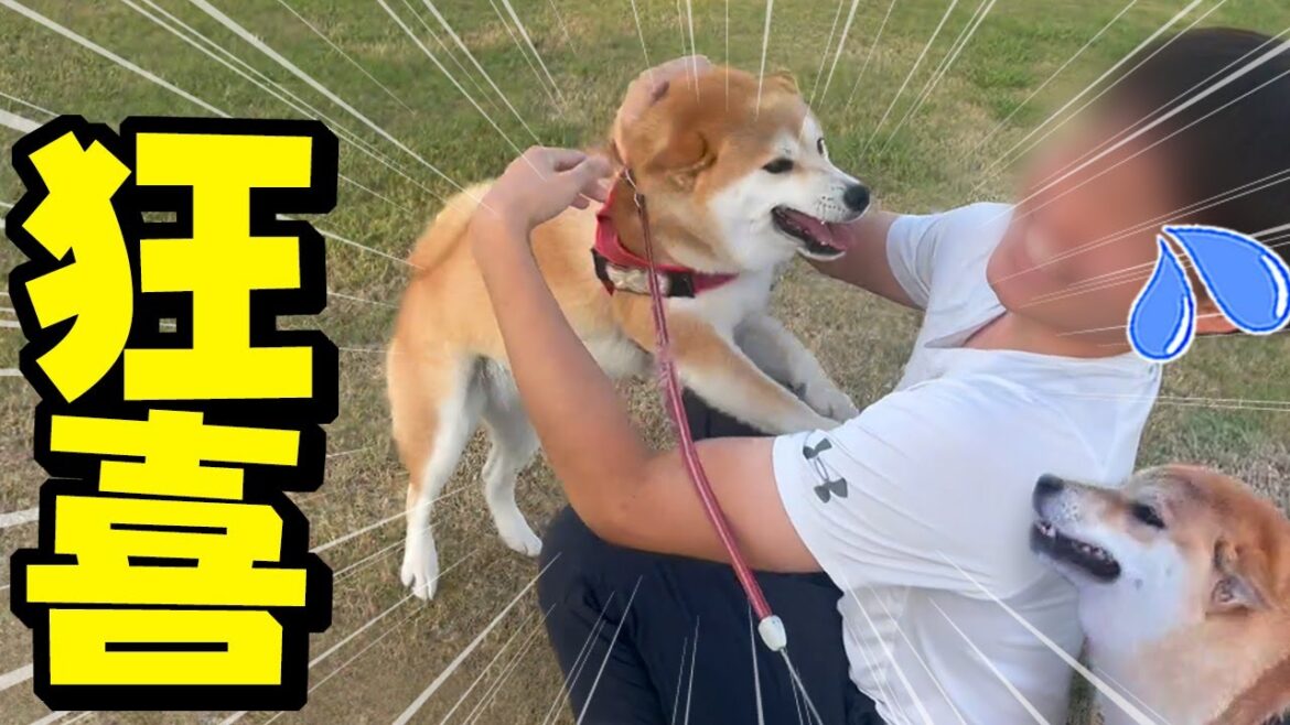 まさかツンデレ柴犬が感情大爆発！散歩中いるはずの無い兄たんに遭遇した時の反応が狂喜すぎました