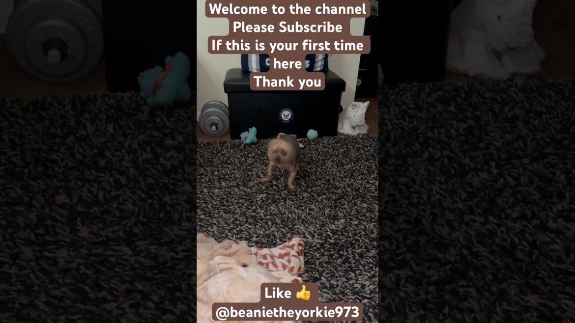 Ghost Eyed Yorkie #shorts #yorkie #pets Ghost Eyed Yorkie #shorts #yorkie #pets