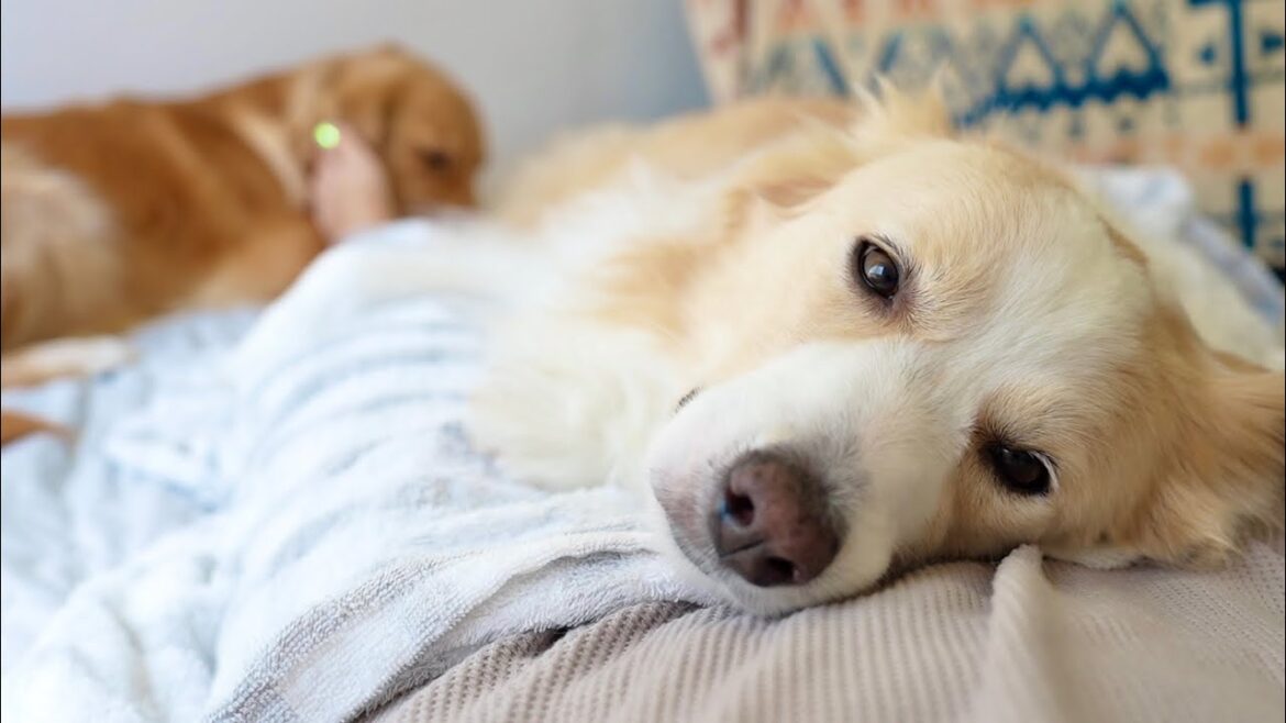 地震の後から犬の様子がおかしいんです...【ボーダーコリー･ゴールデンレトリバー】