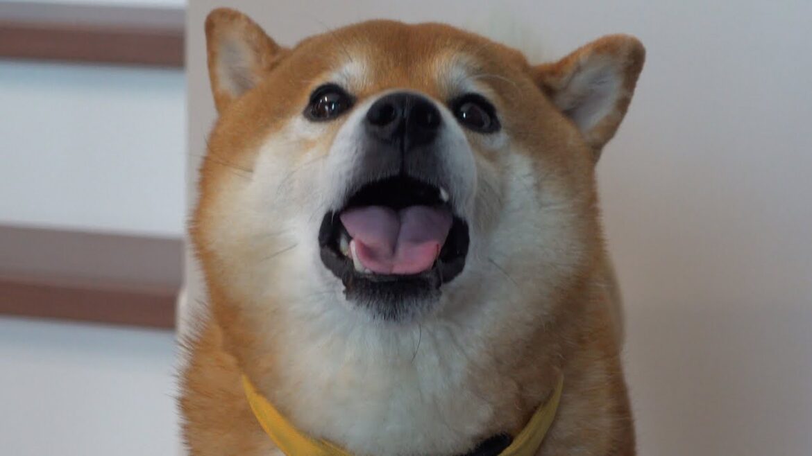 深刻なママ不足に陥った柴犬ハチ、犬語でこうなる。
