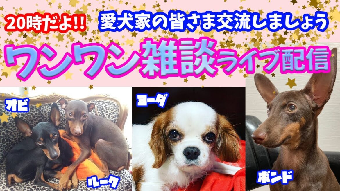 キャバリア&ミニピン🌟明日の花火はワンコ達と🐶まったりワンワン雑談〜ライブ配信🐾