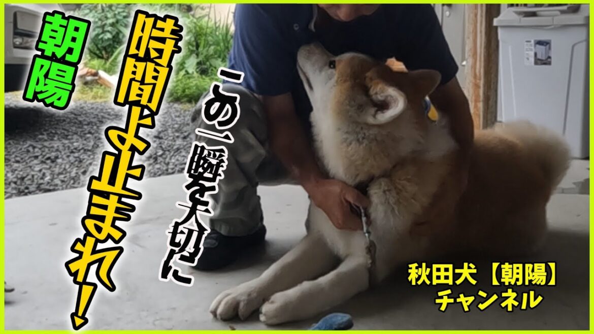 秋田犬【朝陽】チャンネル　犬の一生は短いのだ。